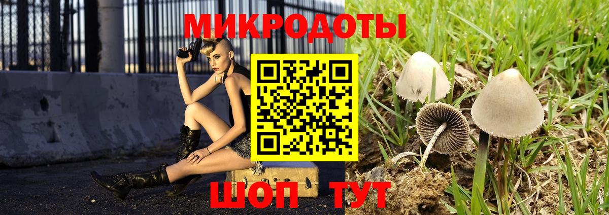 Галлюциногенные грибы Psilocybe Кореновск